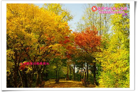 大邱景點｜達城公園秋賞銀杏紅葉春賞櫻花、動物園親子遊｜赤豆餅咖啡糕餅老店 亞莎崎之旅人足跡