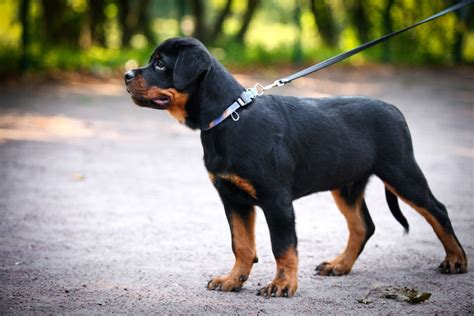 Rottweiler Training Guide Any Pet Parent Can Follow Pawtracks