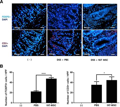 T Cell Regulation By FAT MSCs Feline Adipose Tissue Derived