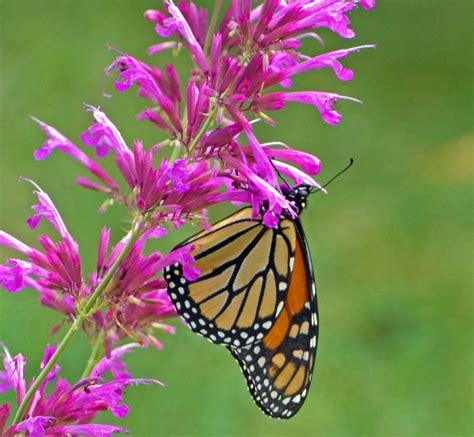 Flowers To Grow To Attract Butterflies At Ellen Jimenez Blog