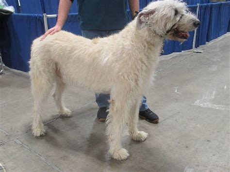 Irish Wolfhound by Codetski101 on DeviantArt