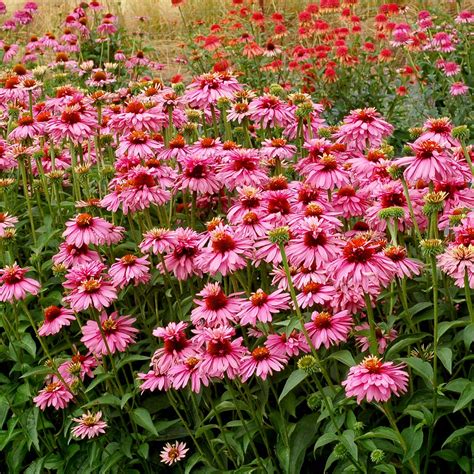 Echinacea ‘pink Poodle Terra Nova® Nurseries Inc