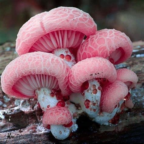 Pin By Hannah On Mushrooms And Toadstools In 2020 Stuffed Mushrooms Mushroom Plant Mushroom