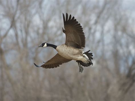 Canada Goose Hunting - Waterfowlers Challenge