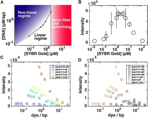 Recommendations for DNA quantitation by SYBR Gold fluorescence. (A ...