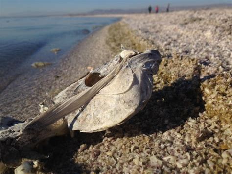 Salton Sea Beaches Are Covered By Dead Fish Bones Strange Sounds