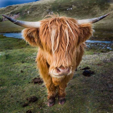 Pin by Carla Travis on Scotland | Cow, Long haired cows, Farm animals