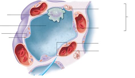 Details Of A Single Alveolus Diagram Quizlet