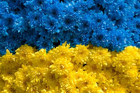 Flowers in the national colors to commemorate the Ukrainians that have fallen in the Second ...