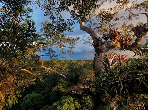 Rain Forest Threats Information And Facts National Geographic