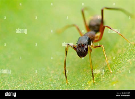 Black Ant Mimic Spider Myrmarachne Albocincta Satara Maharashtra