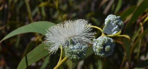 Tasmanian Alpine Yellow Gum Eucalyptus Subcrenulata Growing Guides