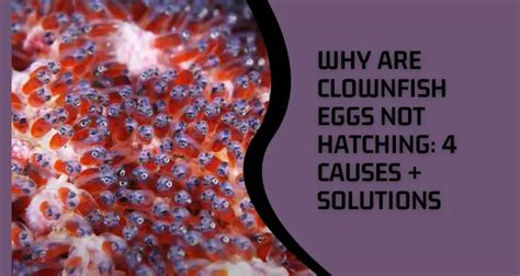 Why Are Clownfish Eggs Not Hatching: 4 Causes + Solutions