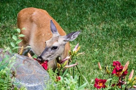 Do Deer Eat Geraniums Answered Wildlife Informer