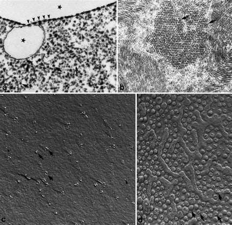 A D Transmission Electron Microscopy Ab Freeze Fracture C And