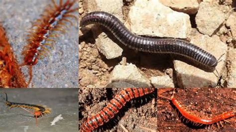 5 Types Of Centipedes In Texas Texas Today