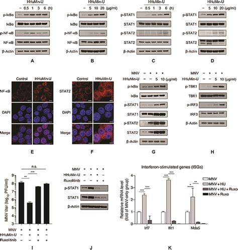 Lactobacillus Salivarius Hhumin U Activates Innate Immune Defense