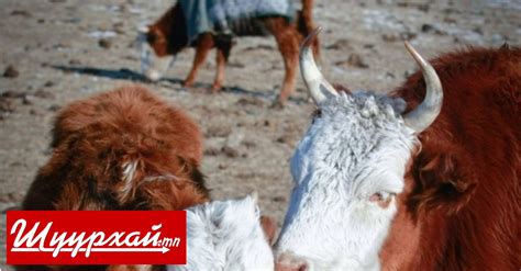 Эрүүл бүсэд хамаарах таван аймгийн үхэр сүргийг бүртгэлжүүлж ...