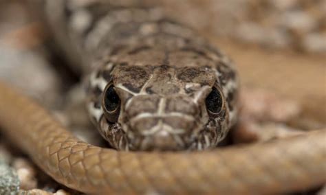Coachwhip Snake Animal Facts Masticophis Flagellum Wiki Point