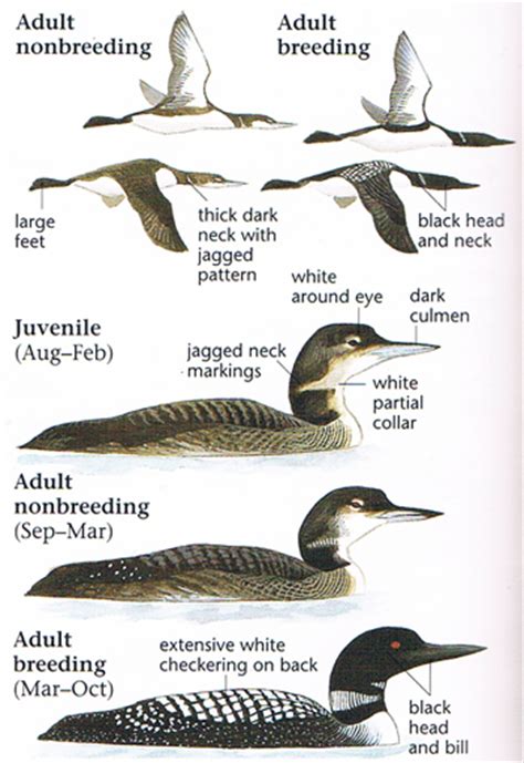 Common Loon