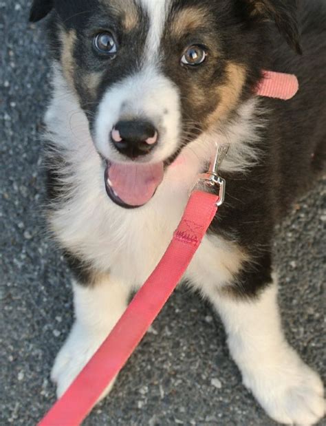 Tricolor Border collie | Puppy friends, World cutest dog, Puppies