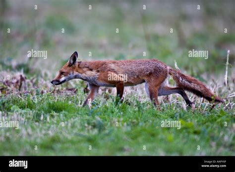 Vulpes vulpes hunt hi-res stock photography and images - Alamy