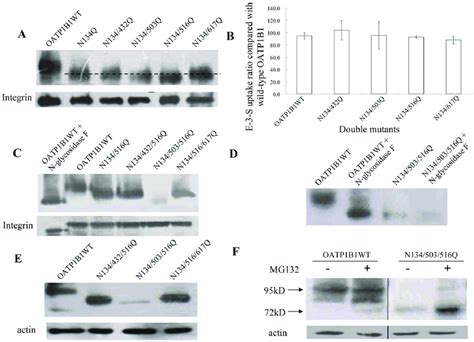 Effect Of Multiple Disruption Of Oatp B Glycosylation Sites A