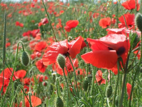 bee friendly plants flowers talking  bees