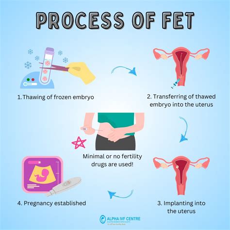 Frozen Embryo Transfer And Process