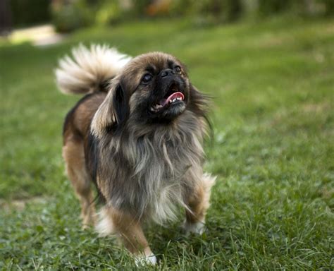 Pekingese Dogs Breed Information Omlet