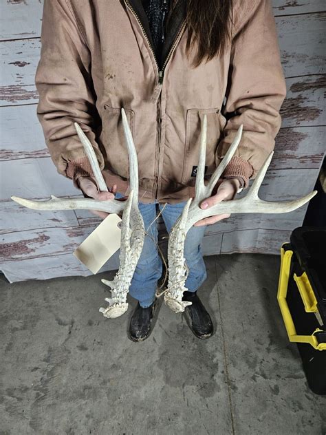 Farm Whitetail Deer Antler Rack Horn Shed Set 127 Man Cave 10 Point Ebay