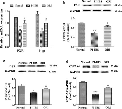 The Effect Of Oridonin On PXR Signaling In PI IBS Rats A The MRNA