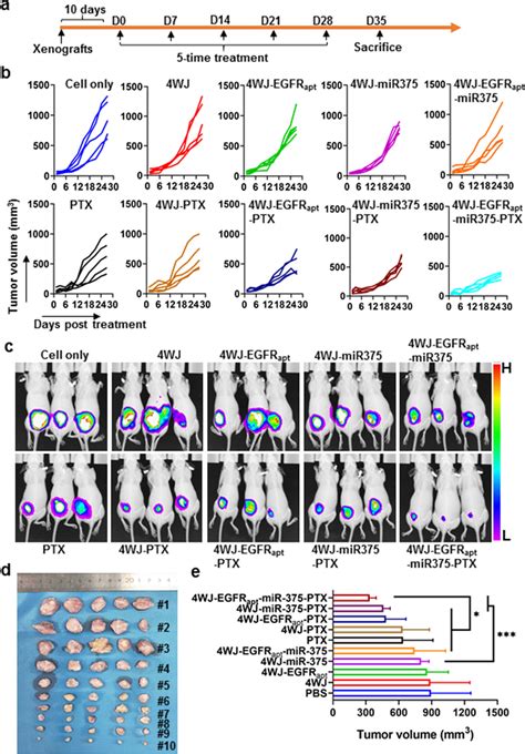 Antitumor Efficacy Of Nanodrugs And Ptx On Escc Xenograft Mice A Download Scientific Diagram