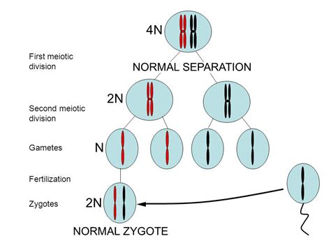 Genetic disorders Dr.K.V.Bharathi. - ppt download