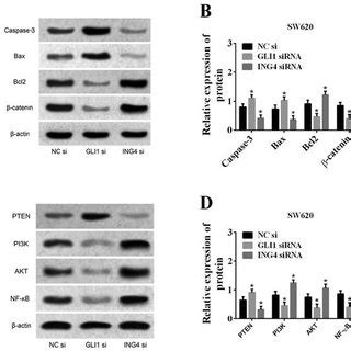 Effect Of GLI1 And ING4 On Protein A Effects Of GLI1 And ING4 On