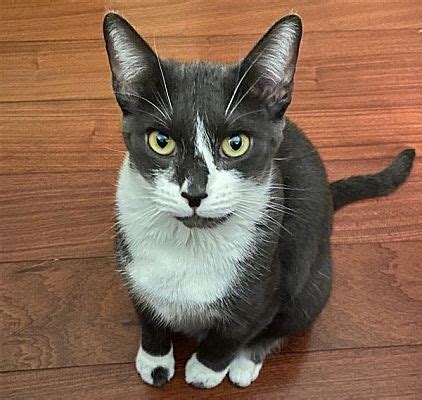 New York Ny Domestic Shorthair Meet Coqui A Pet For Adoption Pet