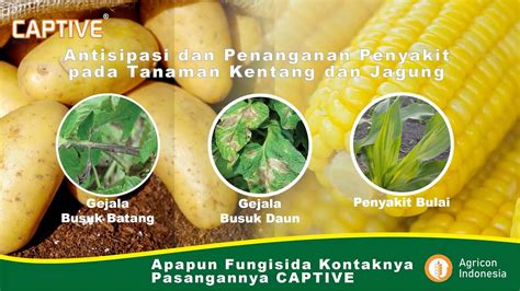 Busuk Daun Busuk Batang Dan Penyakit Bulai Teratasi Dengan Fungisida