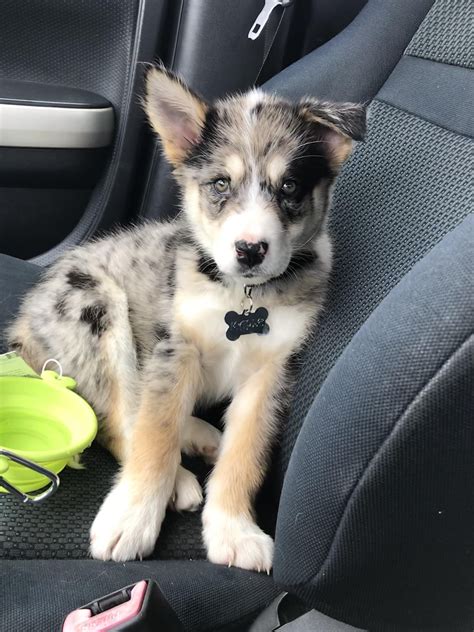 Australian Shepherd Malamute Mix Puppy