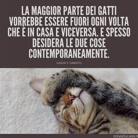 Frasi belle sui gatti Citazioni divertenti sugli animali più