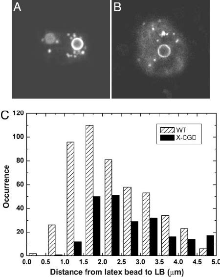 Association Of Lbs With Latex Bead Containing Phagosomes In