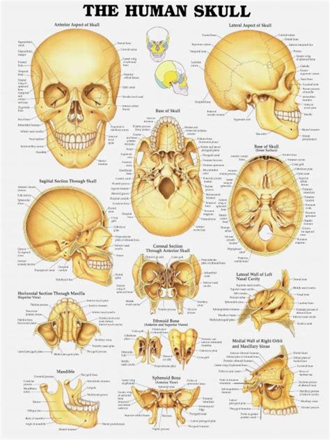 The Human Skull System Wall Chart Poster Print Anatomical Human Body ...