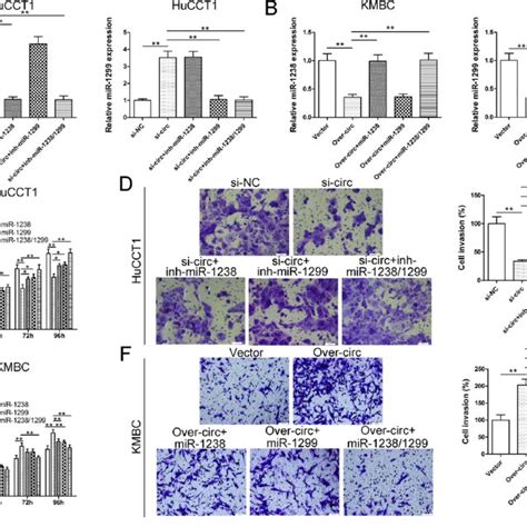 The Oncogenic Role Of Circ Is Partly Dependent On Its