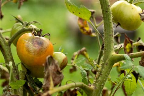 Premium Photo Tomato Fungal Disease Phytophthora With Brown Spot