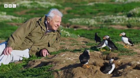 David Attenborough Uses Final Trip To Make Passionate Plea In Wild