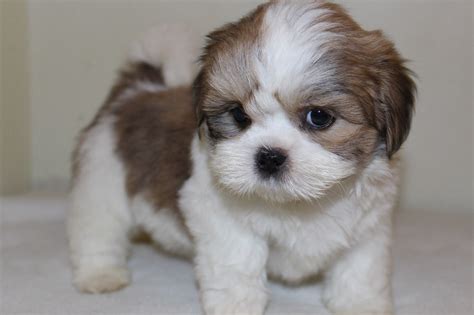 Lhasa Apso Puppy Standing On Floor