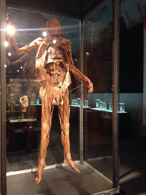 Museum Exhibition Human Body All You Need To Know Before You Go 2025