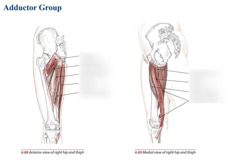 Adductor Group Diagram Quizlet