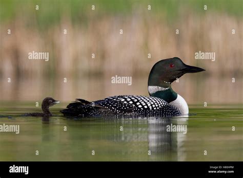 Common Loon Gavia Immer Swimming With Chick Troy Montana Stock