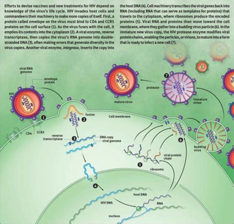 Kaplan Mcat Biology Viruses And Subviral Particles Terms Flashcards