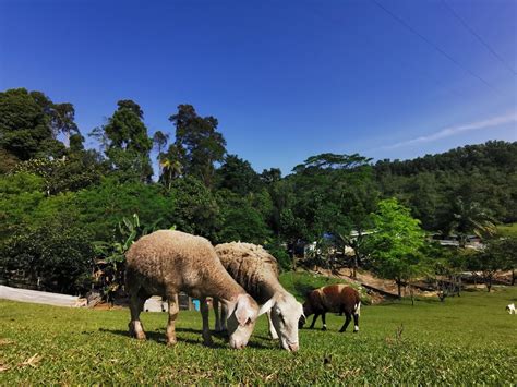 Bukit Jelutong Eco Community Park Attractions In Kuala Lumpur
